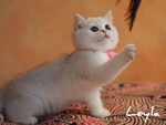 Cuccioli British Shorthair Golden e Silver