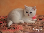 Cuccioli British Shorthair Golden e Silver - Foto n. 2