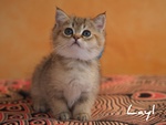 Cuccioli British Shorthair Golden e Silver - Foto n. 3