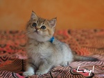 Cuccioli British Shorthair Golden e Silver - Foto n. 4