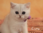 Cuccioli British Shorthair Golden e Silver - Foto n. 5