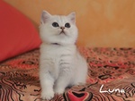 Cuccioli British Shorthair Golden e Silver - Foto n. 6