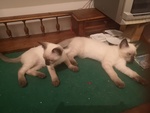 🐱 Siamese di 8 mesi in vendita a Firenze (FI) e in tutta Italia da privato