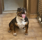 American Bully Pocket - Foto n. 3