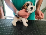 🐶 Jack Russel maschio di NA in vendita a Vico Equense (NA) e in tutta Italia da privato