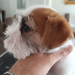 Jack Russell Terrier - Foto n. 2