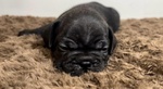 Cuccioli Bulldog Francese - Foto n. 3