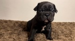 Cuccioli Bulldog Francese - Foto n. 4