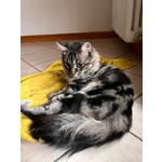 🐱 Maine Coon maschio di 1 anno in adozione a Milano (MI) da privato