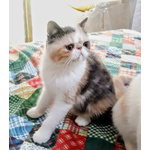 Gattini Persiani ed Exotic Shorthair con Pedigree - Foto n. 1