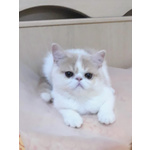 Gattini Persiani ed Exotic Shorthair con Pedigree - Foto n. 2