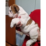 Cucciolo Bulldog Inglese