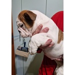 Cucciolo Bulldog Inglese - Foto n. 3