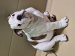 Cucciolo Bulldog Inglese - Foto n. 5