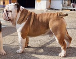 Cucciolo Bulldog Inglese - Foto n. 6