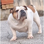 Cucciolo Bulldog Inglese - Foto n. 7