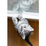 Cuccioli British Shorthair Black Silver Tabby - Foto n. 4
