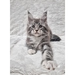 Maine Coon - Foto n. 1