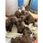 🐶 Cane Corso di 5 settimane (cucciolo) in vendita a Teano (CE) da privato