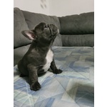 Vendo Bulldog Francese - Foto n. 3