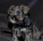 Cuccioli di Schnauzer Nano - Foto n. 2