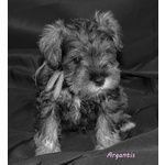 Cuccioli di Schnauzer Nano - Foto n. 6