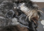 Cuccioli di Schnauzer Nano - Foto n. 7