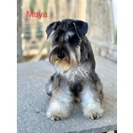 Cuccioli di Schnauzer Nano - Foto n. 8