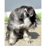 Cuccioli di Schnauzer Nano - Foto n. 10