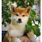 Meravigliosi Cuccioli di Shiba Inu - Foto n. 2