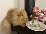 Cuccioli Gatto Persiano