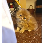 Cuccioli Gatto Persiano - Foto n. 3