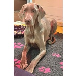 🐶 Weimaraner maschio di 5 mesi in vendita a Buggiano (PT) e in tutta Italia da privato