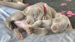 Cuccioli Bellissimi di Bracco di Waimar - Foto n. 2