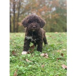 Cuccioli Lagotto Tomagnolo - Foto n. 2