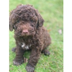 Cuccioli Lagotto Tomagnolo