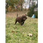 Cuccioli Lagotto Tomagnolo - Foto n. 3
