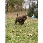 Cuccioli Lagotto Tomagnolo - Foto n. 3