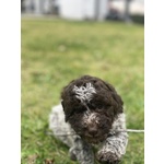 Cuccioli Lagotto Tomagnolo - Foto n. 4