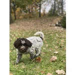 Cuccioli Lagotto Tomagnolo - Foto n. 5