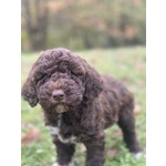 Cuccioli Lagotto Tomagnolo - Foto n. 6