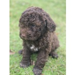 Cuccioli Lagotto Tomagnolo - Foto n. 7