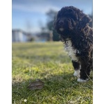 Cuccioli Lagotto Tomagnolo - Foto n. 8