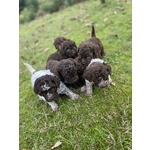 Cuccioli Lagotto Tomagnolo - Foto n. 9