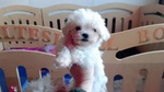 🐶 Maltese di 8 mesi in vendita a Valgioie (TO) da privato