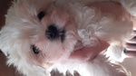 Cuccioli di Maltese con Pedigree Enci - Foto n. 2