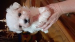 Cuccioli di Maltese con Pedigree Enci - Foto n. 3