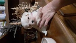 Cuccioli di Maltese con Pedigree Enci - Foto n. 5