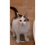 Eros-Gattino Dagli Occhi Meravigliosi - Foto n. 2