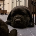 🐶 Labrador maschio di 4 mesi in vendita a Trani (BT) e in tutta Italia da privato